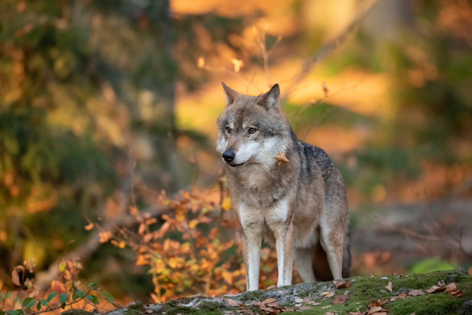 Wolf op de Veluwe: Tijd voor Grenzen – EenErmelo